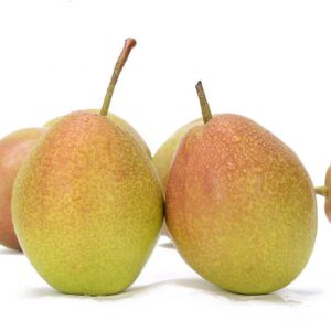 Korla Fragrant Pear