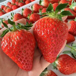 LiaoNing Milky Strawberry